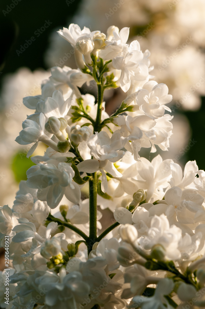 White Syringa vulgaris in sunset White Syringa vulgaris in sunset