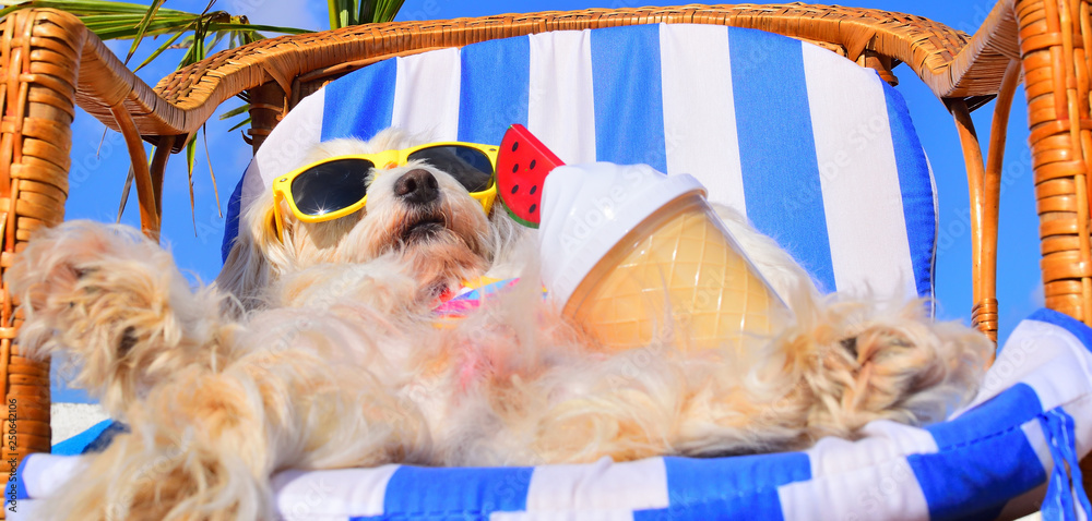 Wunschmotiv: funny dog with sunglasses #250642106