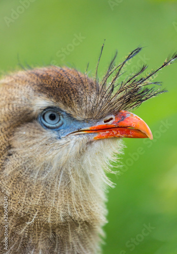 Red-legged Seriema (Cariama cristata) photo