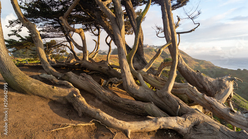 roots of an old tree