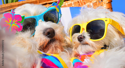 funny dog with sunglasses © Natallia Vintsik