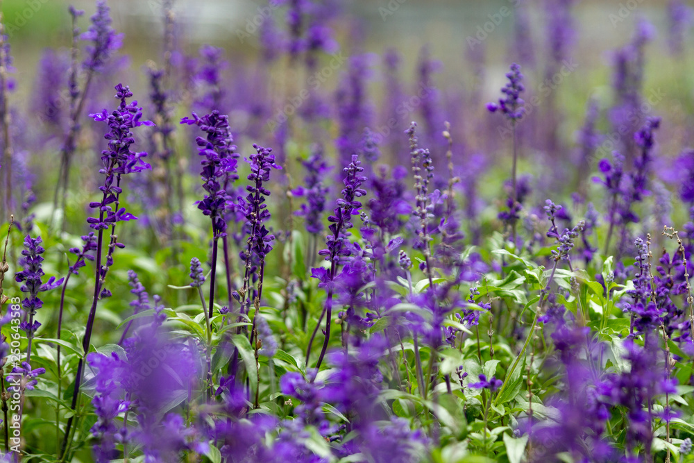 Obraz premium Lavanda