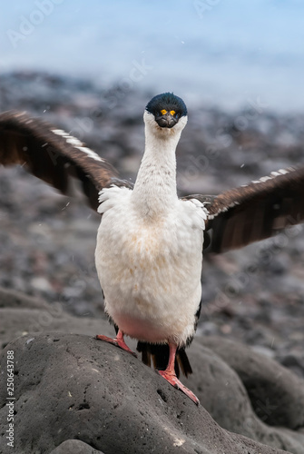 Imperial Cormorant, breeding colony, Paulet Island, Antarica