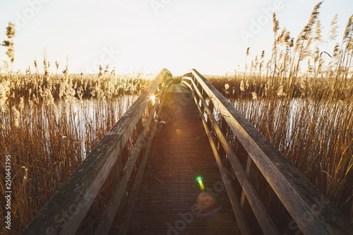 Last sunlight at a small bridge in a nature reserve. De Onlanden, Drenthe, Holland.