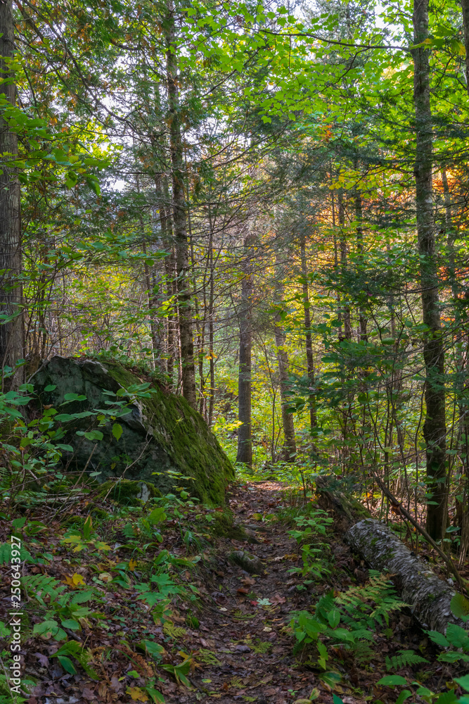 Naklejka premium North Woods Trail