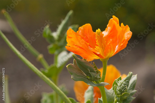 eschscholzia californica - California poppies photo