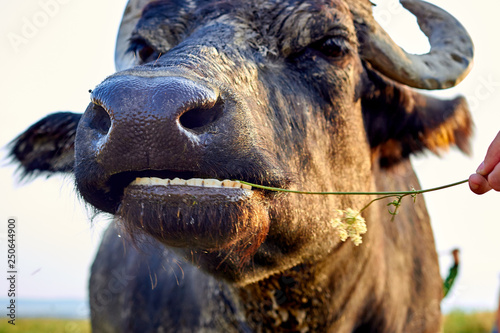 Εκτύπωση καμβά Water buffalo (Bubalus bubalis) muzzle
