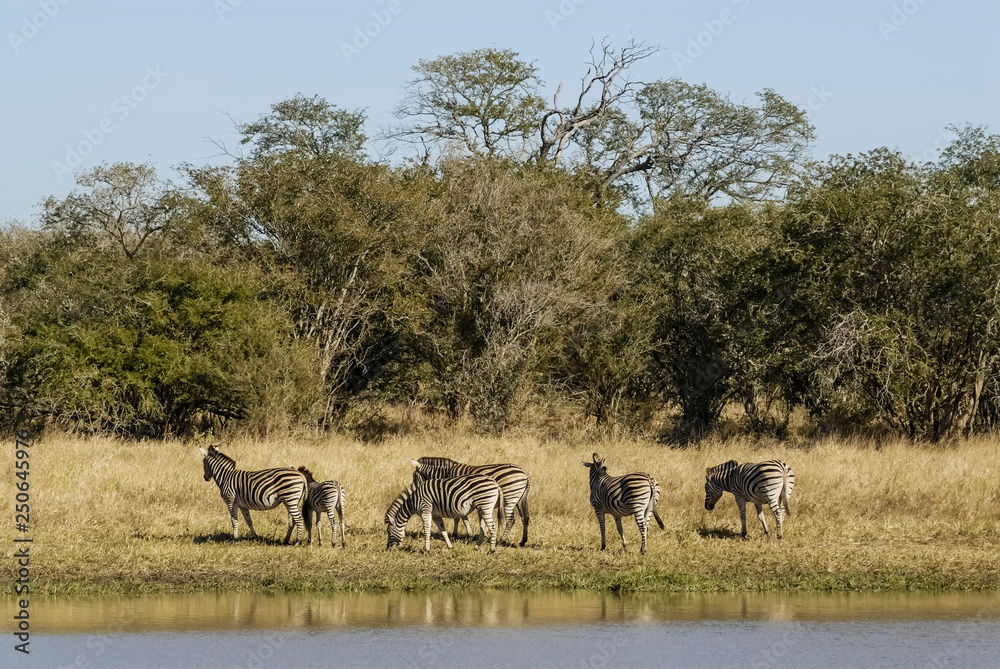 Herd of zebras in the African savannah Herd of zebras in the African savannah