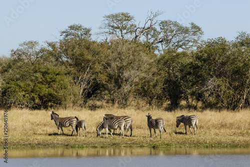 Herd of zebras in the African savannah