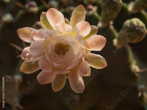 cactus flower fresh blooming in house pot 
