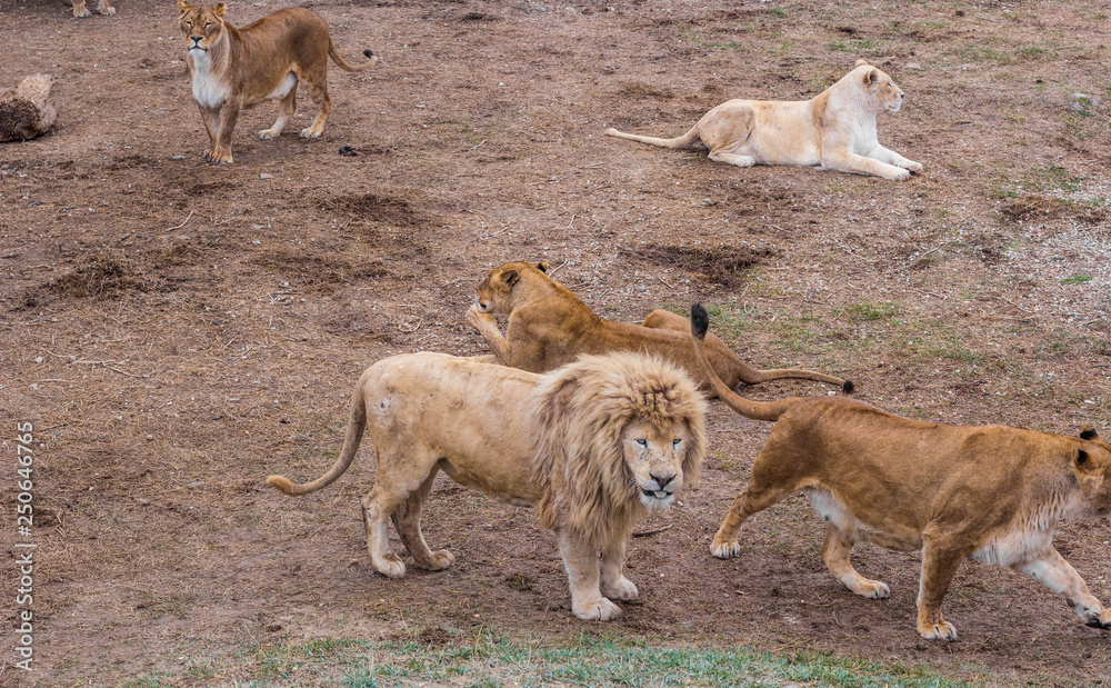 Fototapeta premium Pride of lions