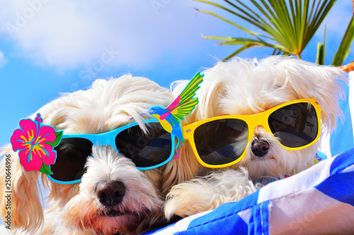 funny dogs with sunglasses © Natallia Vintsik