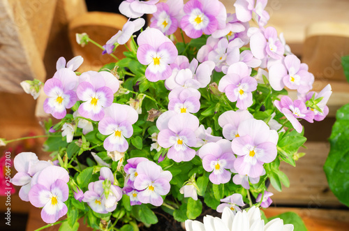 beautiful nemesia fruticans flower in flower pot at garden