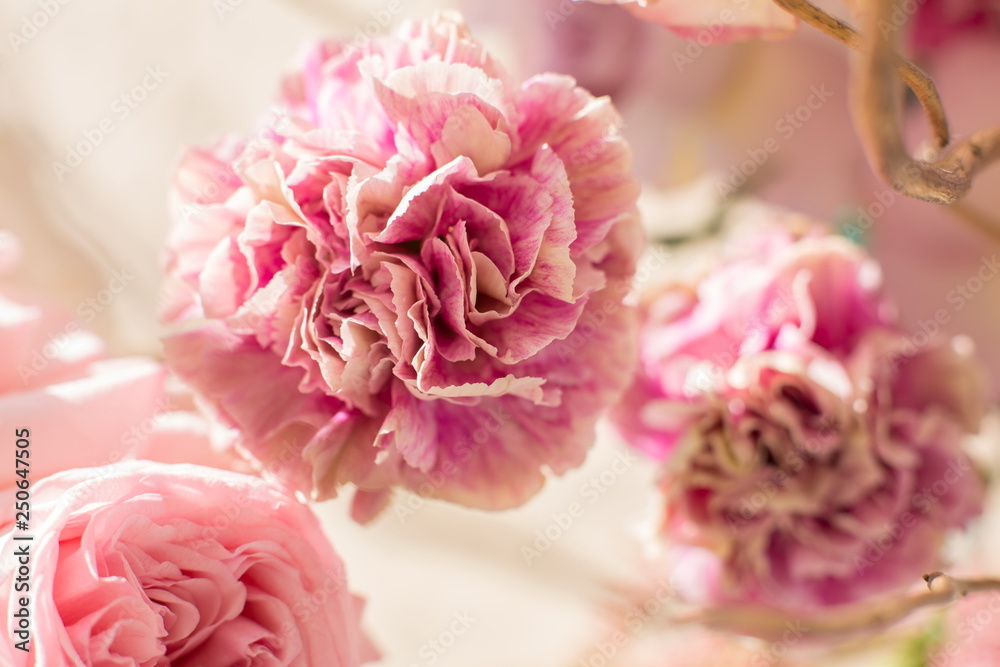 closeup bouquet of fresh carnation and rose. Event decoration wi closeup bouquet of fresh carnation and rose. Event decoration wi