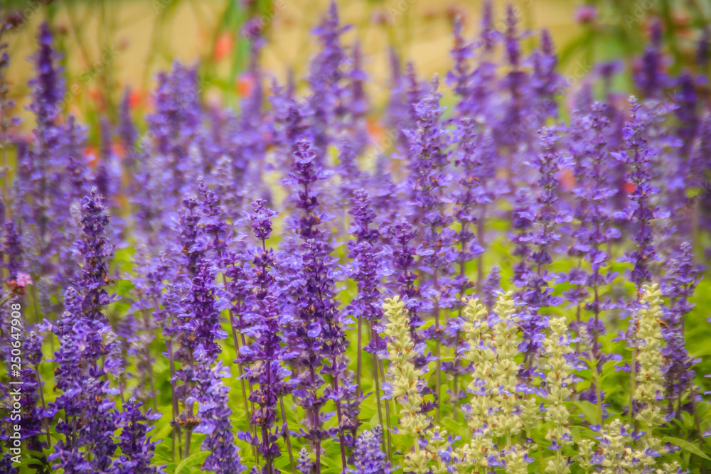 Obraz premium Mealycup sage (Salvia farinacea) white and purple flower background. Salvia farinacea, also known as mealycup sage, or mealy sage, is a herbaceous perennial native to Mexico.