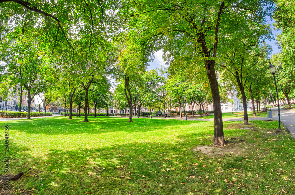 Beautiful trees in a city park, summer season