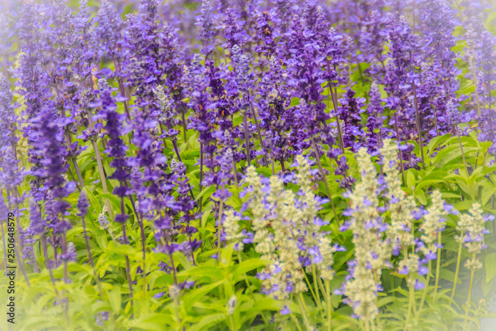 Obraz premium Mealycup sage (Salvia farinacea) white and purple flower background. Salvia farinacea, also known as mealycup sage, or mealy sage, is a herbaceous perennial native to Mexico.