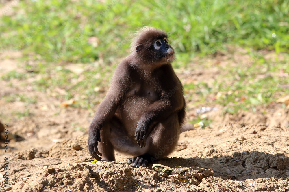 Obraz premium South Langur or Dusky leaf monkey are resident in Thailand (Trachypithecus obscurus)