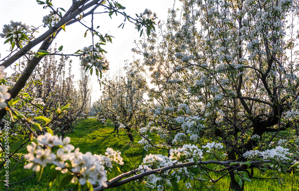 Blooming Apple orchard Blooming Apple orchard