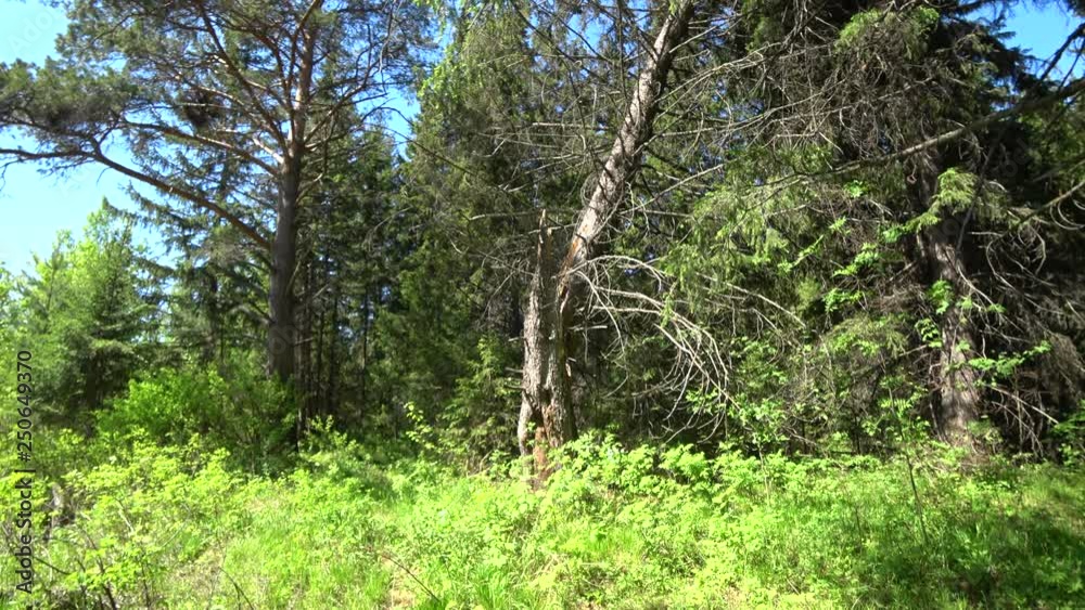 a tree in the forest that will soon fall a tree in the forest that will soon fall