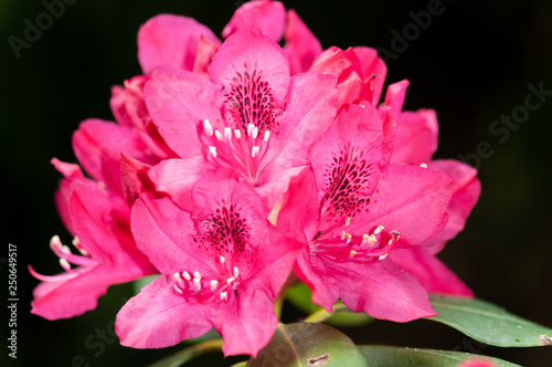 Blooming rhododendron with dark bacground
