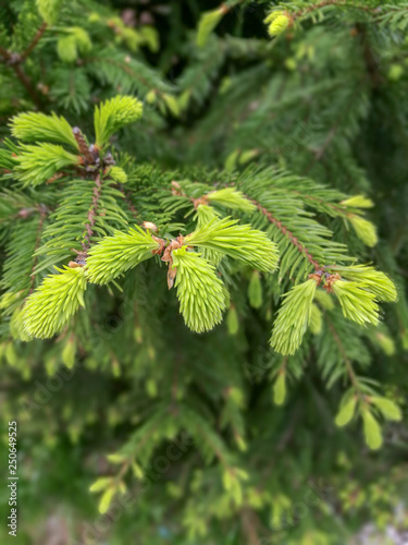 Close - up of green spruce branches and light green fresh sprouts at the tips
