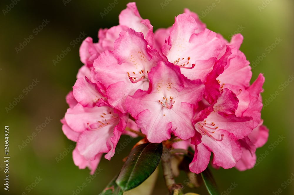Blooming rhododendron Blooming rhododendron