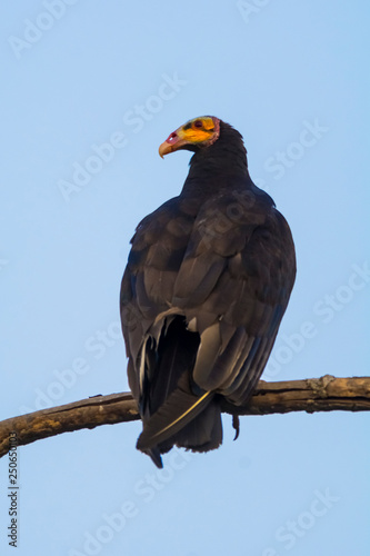 Lesser Yellow headed Vulture
