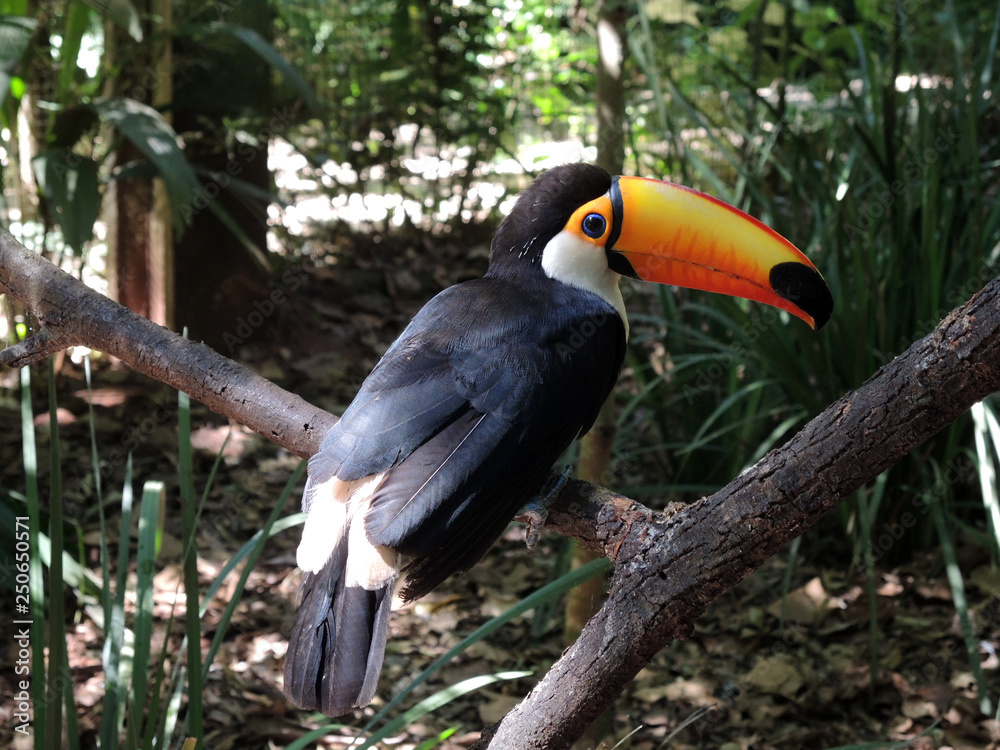 Toucan looks right