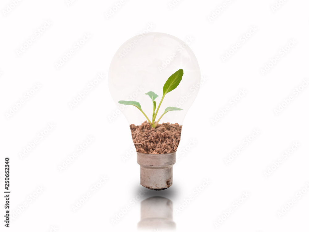 Small seedlings in bulbs on a white background with energy-saving concepts to protect the environment. Small seedlings in bulbs on a white background with energy-saving concepts to protect the environment.