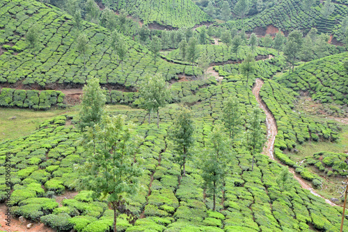 Plantation de thé du Kerala à Munnar, Inde du Sud