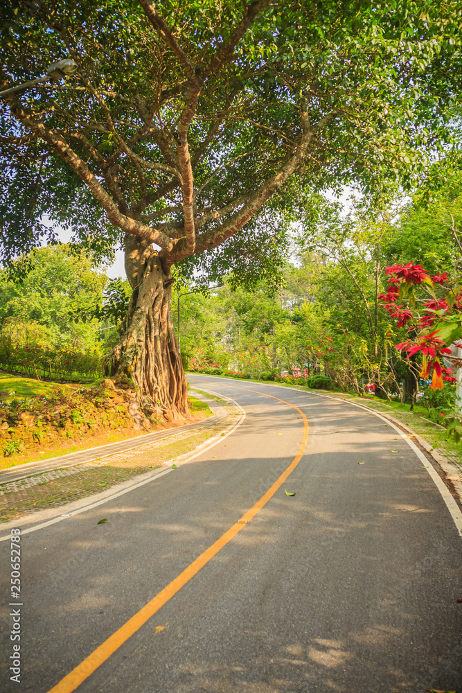 Obraz premium Big banyan tree trunk at roadside in the park.