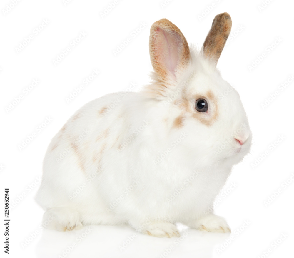 Young Rabbit on white background