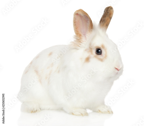 Young Rabbit on white background
