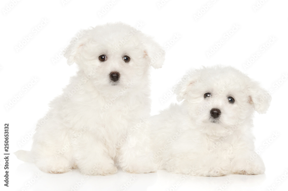 Bichon Frise puppies on white background