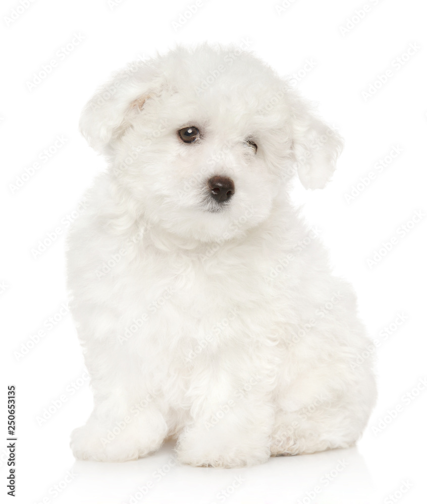 Sad Bichon Frise puppy on white background
