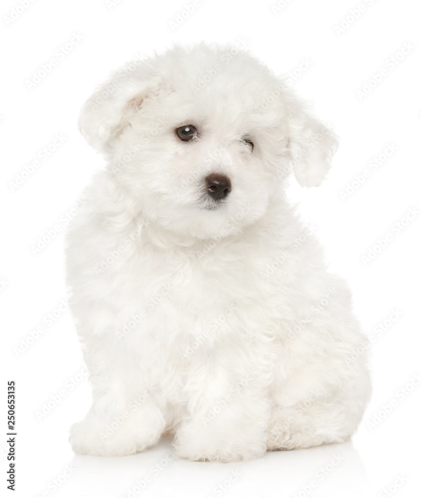 Sad Bichon Frise puppy on white background Sad Bichon Frise puppy on white background