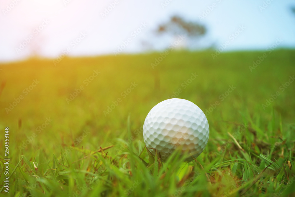 golf ball close up in grass field with sunset. Golf ball close up in golf coures at Thailand golf ball close up in grass field with sunset. Golf ball close up in golf coures at Thailand