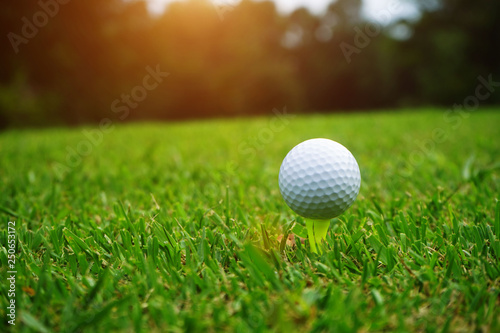 golf ball close up in grass field with sunset. Golf ball close up in golf coures at Thailand