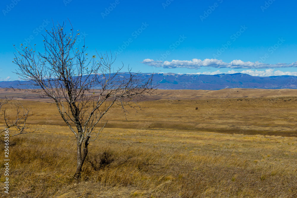 Georgia landscape, fields and mountains, sunny weather, one tree