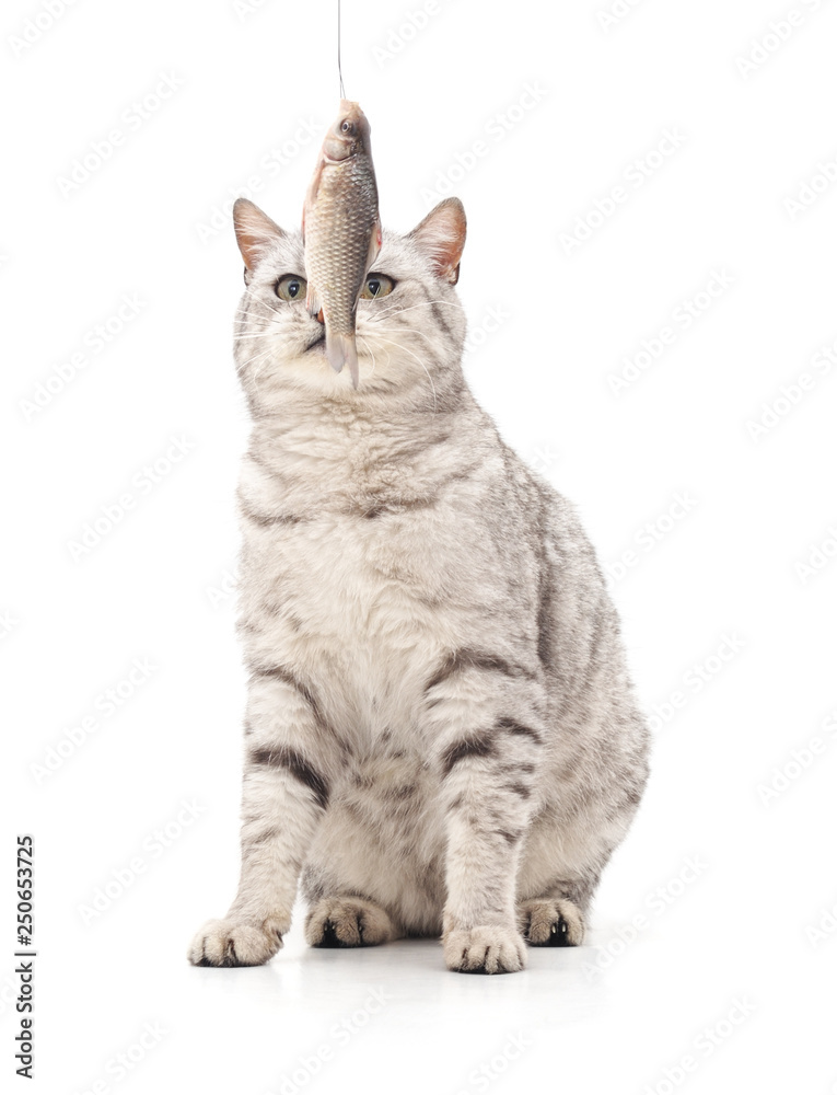 Fototapeta premium Cat eats fish.