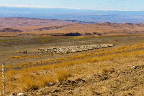 Georgia landscape, fields and mountains, sunny weather, tree, clouds, autumn, tourism, herd grazing