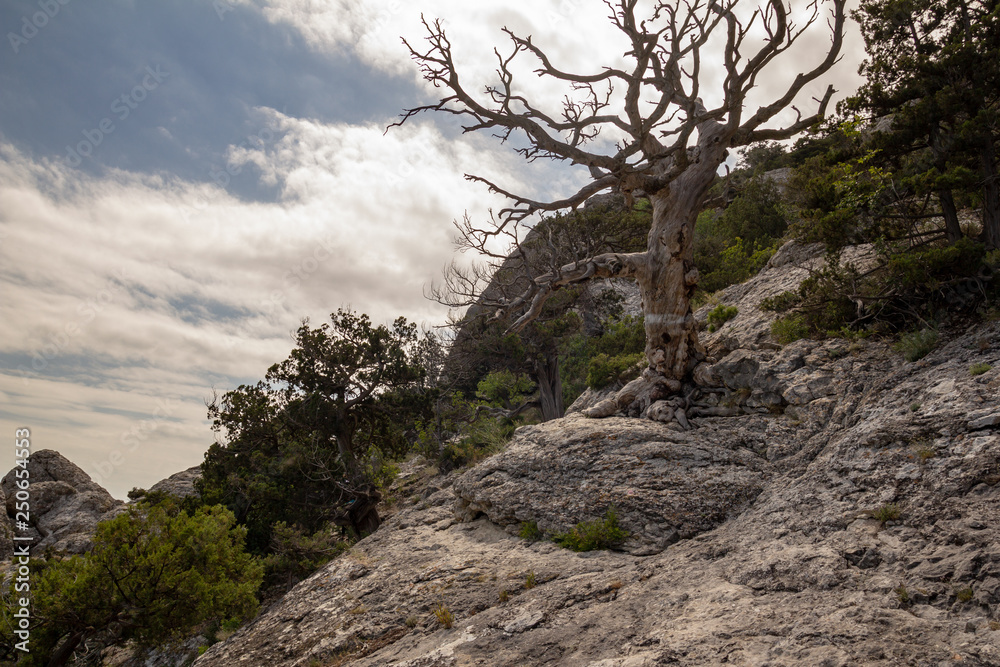 Dry juniper in the reserve Karaul-Oba. Crimea Dry juniper in the reserve Karaul-Oba. Crimea