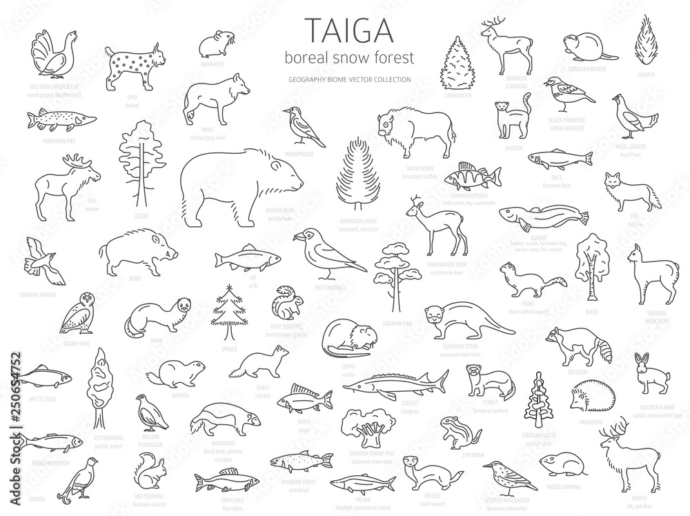 Taiga biome, boreal snow forest thin simple line design. Terrestrial ecosystem world map. Animals, birds, fish and plants infographic elements