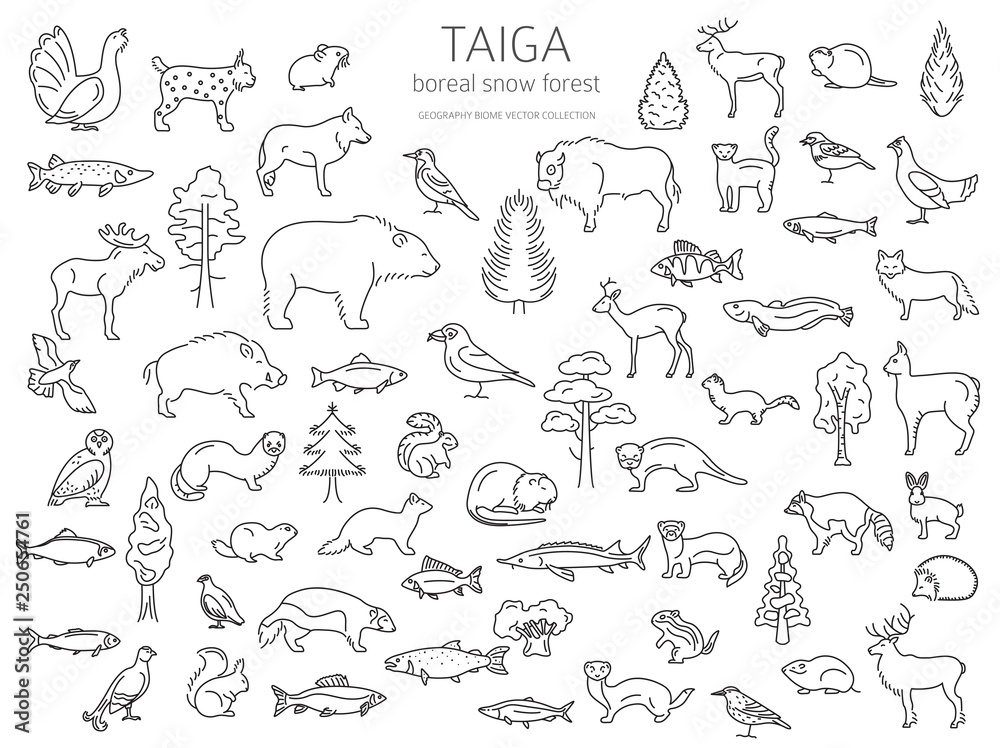 Taiga biome, boreal snow forest thin simple line design. Terrestrial ecosystem world map. Animals, birds, fish and plants infographic elements Taiga biome, boreal snow forest thin simple line design. Terrestrial ecosystem world map. Animals, birds, fish and plants infographic elements