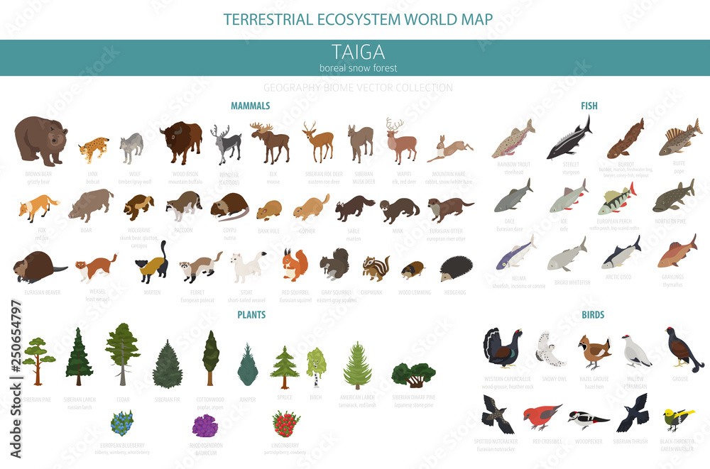 Taiga biome, boreal snow forest 3d isometry design. Terrestrial ecosystem  world map. Animals, birds, fish and plants infographic element Stock Vector