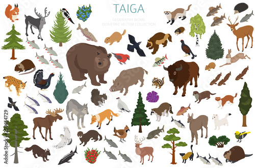 Taiga biome, boreal snow forest 3d isometry design. Terrestrial ecosystem world map. Animals, birds, fish and plants infographic element