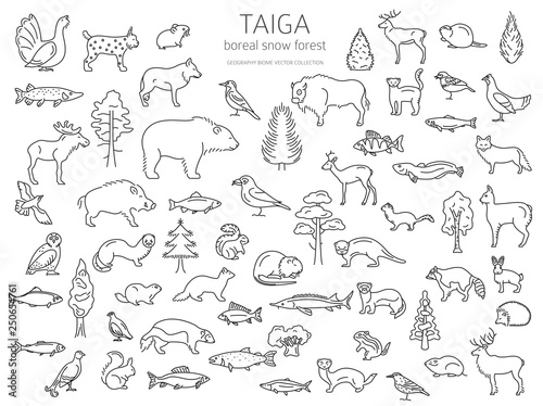 Taiga biome, boreal snow forest thin simple line design. Terrestrial ecosystem world map. Animals, birds, fish and plants infographic elements