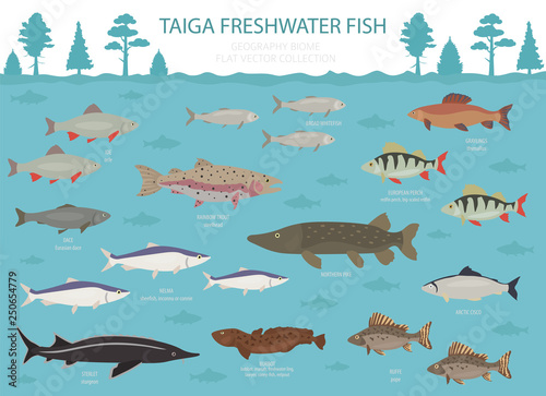 Taiga biome, boreal snow forest. Terrestrial ecosystem world map. Animals, birds, fish and plants infographic design