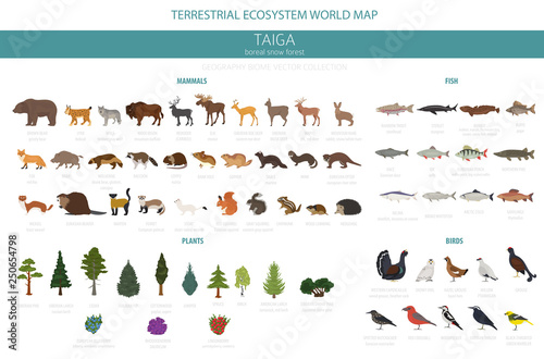 Taiga biome, boreal snow forest. Terrestrial ecosystem world map. Animals, birds, fish and plants infographic design photo